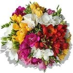 Foto de Ramo de 50 Fresias 